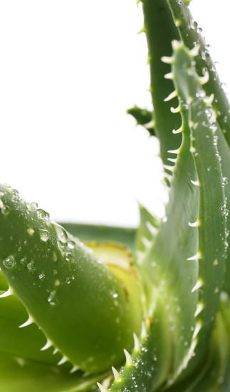 our-business-units-essential-oils